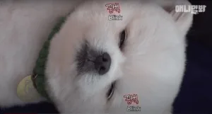 A Tiny White Dog Helps At The Salon And Shows The Best Customer Service Ever