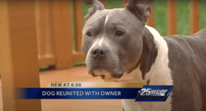 Stolen Pit Bull Gets Reunited With Its Owner A Year After It Was Stolen