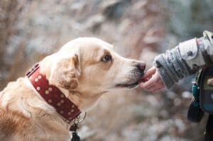 Labrador Got Carried Down The Mountain After Suffering From Dehydration