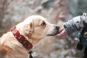 Labrador Got Carried Down The Mountain After Suffering From Dehydration