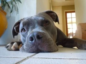 A Pit Bull Was Rescued From Dog Fighting And Soon Finds Her Forever Home