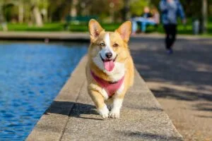 Say “Hello!” To Gen, A Japanese Corgi With Funny Facial Expressions