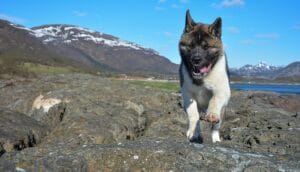 A Strange Dog With Singing Abilities That Became Extinct Was Seen Again