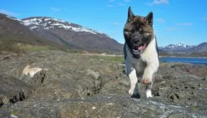 A Strange Dog With Singing Abilities That Became Extinct Was Seen Again