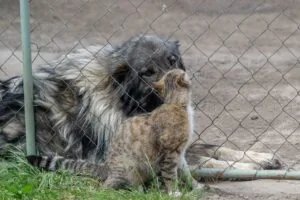 SPCA Facing $100K Bill Due To Improper Care Of Animals