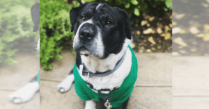Big-headed Puppy Is Super Adorable