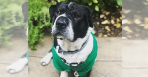 Big-headed Puppy Is Super Adorable
