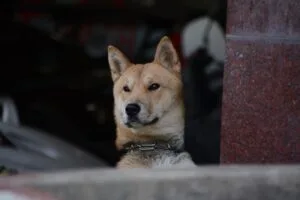 This Dog Met Her Best Friend While Waiting For People Who Never Came Back