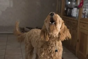 Adorable Dog Sings ‘Happy Birthday’ With The Family