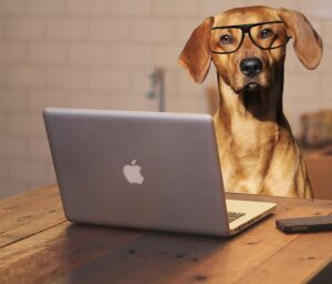 5 Tips To Help You Work From Home With Your Dog