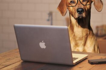 5 Tips To Help You Work From Home With Your Dog
