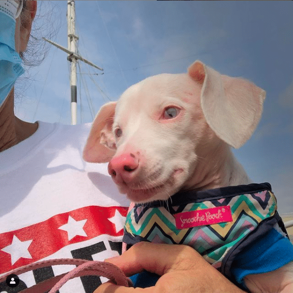 A Blind, Deaf Dog Named Piglet Who Is Teaching Us About Self Love Will Be Releasing His Own Book