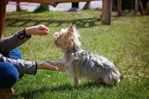 7 Tips – How Should I Start Training My Dog?