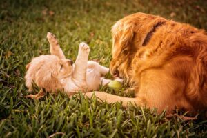 Golden Retriever And German Shepherd Become Bestfriends At First Sight