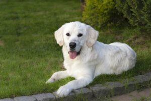 Golden Retriever Raised On Farm Adores Animals, Raises Adopted Goats As Her Own