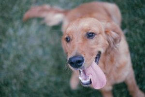 Meet Remi: The Golden Retriever Who Stole The Show At His Owners' Wedding