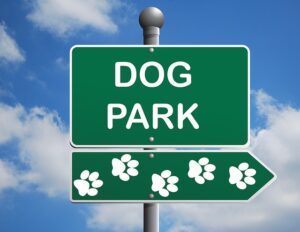 How To Enjoy The Dog Park