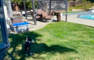 Canine Siblings' Wild Chasing Game Results In Amusement For All