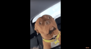 This Pitbull's Hilarious Reaction To A Realization Will Make You Laugh All The Way To The Weekend