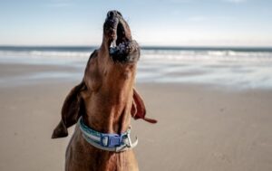 The Story Of How Buddy Overcame His Severe Anxiety Thanks To The Power Of Love