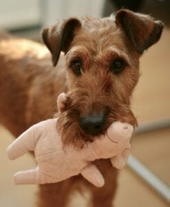 How To Choose The Safest Toys For Your Dog