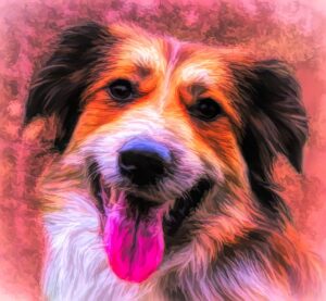 How Darcy Taught Her Owner A Precious Lesson