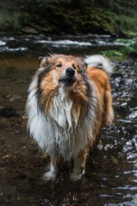 5 Tips - Maintaining Your Dog's Healthy and Shiny Coat