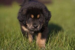 The Himalayan Dog That Changed The U.S Ambassador’s Life