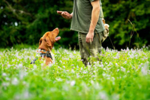 Five Advantages Of Using Dog Training Collars