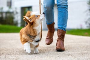 5 Reasons Why Walking Your Dog Is Important