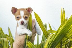 Chihuahua Saved And Adopted By The Vet Who Rescued Him