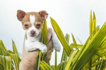 Chihuahua Saved And Adopted By The Vet Who Rescued Him