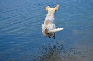 3 Benefits Of Teaching Your Dog How To Swim