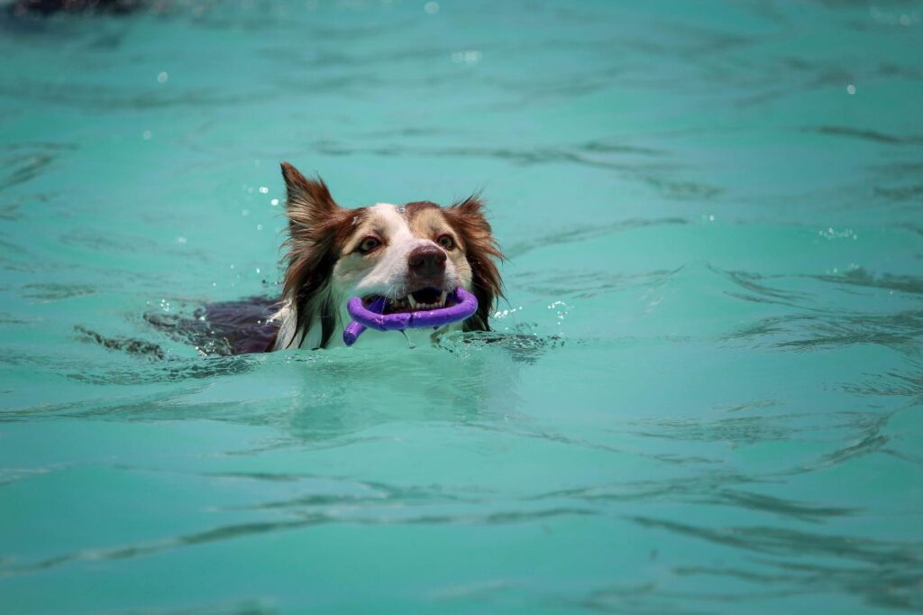 3 Benefits Of Teaching Your Dog How To Swim