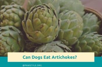 Is It Ok for Dogs To Eat Artichokes?