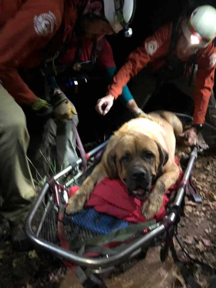 Floyd, A 190-Pound Dog, Was Rescued After Being Too Exhausted On A Hike