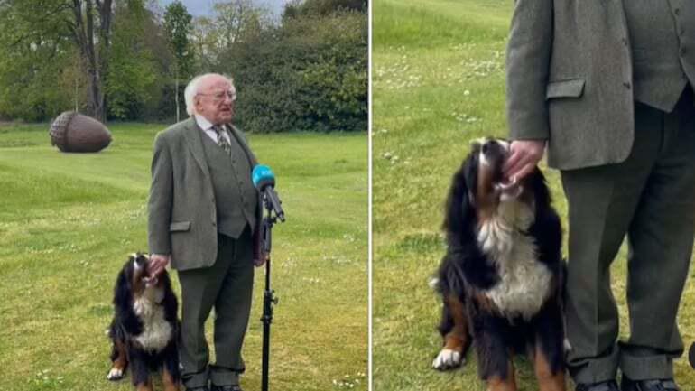 Irish President's Dog 