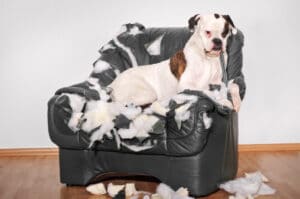 Dog's Behavioral Problems And Solutions