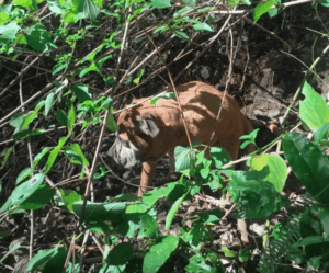 A Missing Dog Was Rescued By ‘Superhero’ Hikers From A Muddy Creek In The Mountain