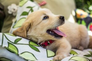 Cute Golden Retriever Puppy Cheers Up The Seniors In A Nursing Home