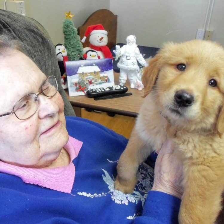 Cute Golden Retriever Puppy Cheers Up The Seniors In A Nursing Home