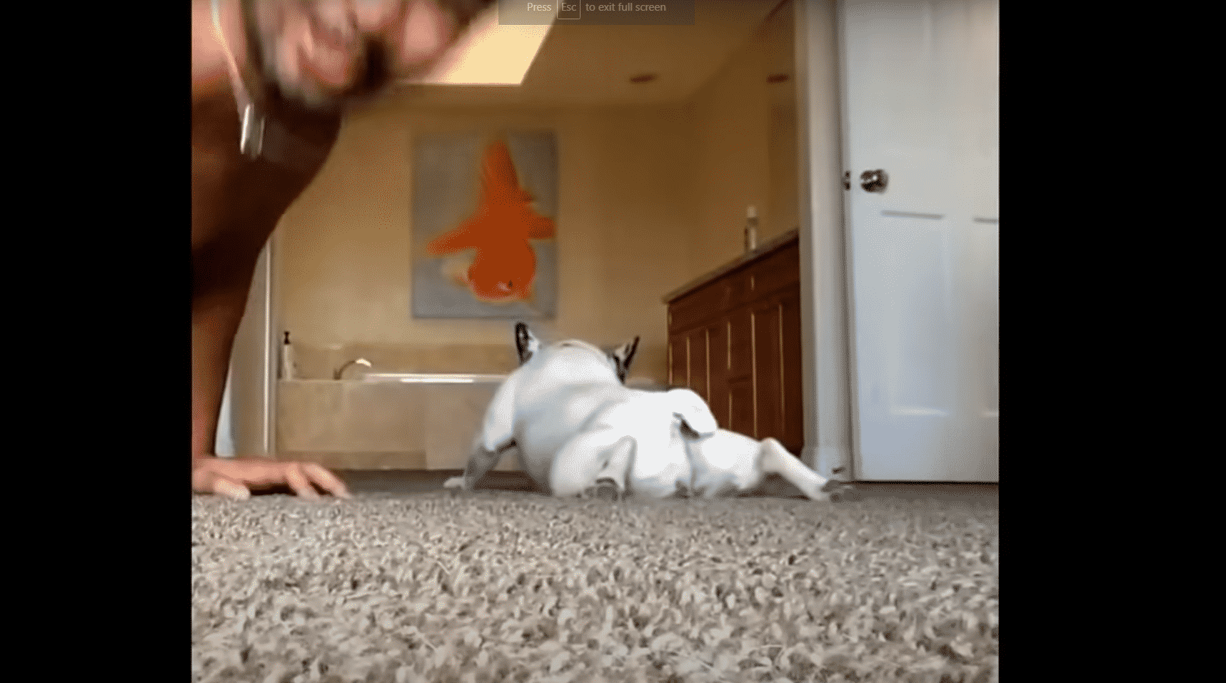 French Bulldog Does Her Own Version Of Push-Ups, And It's Hilarious