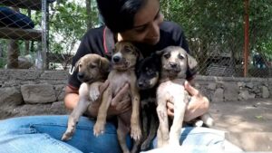 Sad Little Puppies Stuck In Tar Transform Into Happy Siblings The Moment They Were Freed