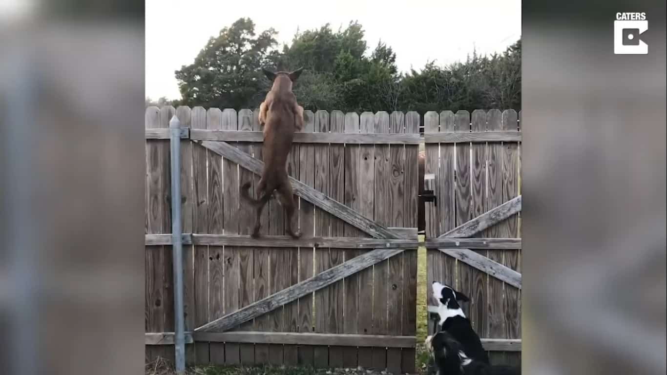 Video: Athletic Dog Jumps On Fence So She Can Take A Look Outside