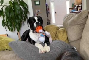 Tired Puppy Chills Out On The Couch With Its Stuffed Toy Bestie