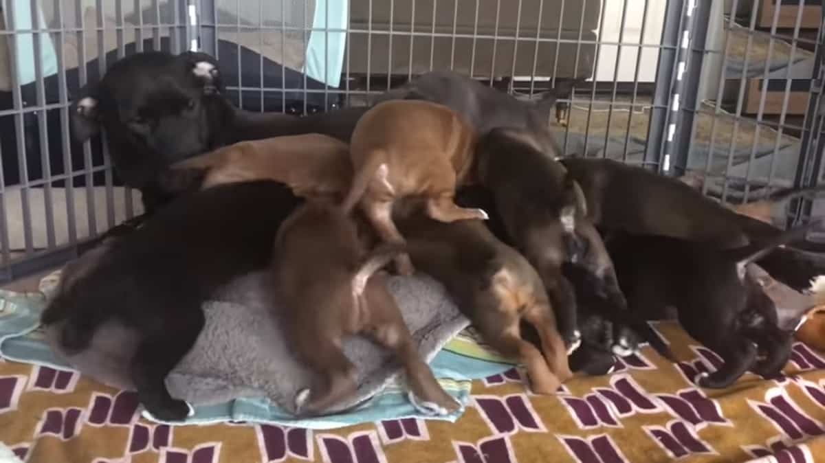 Rescuers Reunite Mama Dog With Her Twelve Grown-Up Babies, And They Couldn't Believe She Recognizes Them All