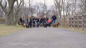 Rescuers Reunite Mama Dog With Her Twelve Grown-Up Babies, And They Couldn't Believe She Recognizes Them All