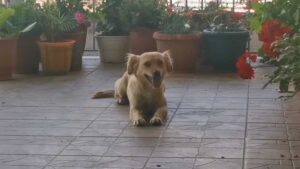 Injured Stray Dog Hides A Story That’s Deeper Than Her Visible Wounds