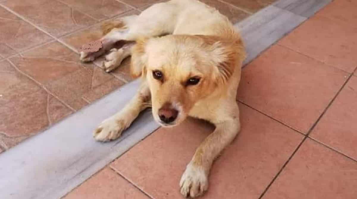 Injured Stray Dog Hides A Story That’s Deeper Than Her Visible Wounds