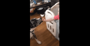 Toddler Gives Dog A Crunchy Snack Despite Mom’s Specific Instructions, And The Look Of Triumph On Both Kid And Canine Is Epic